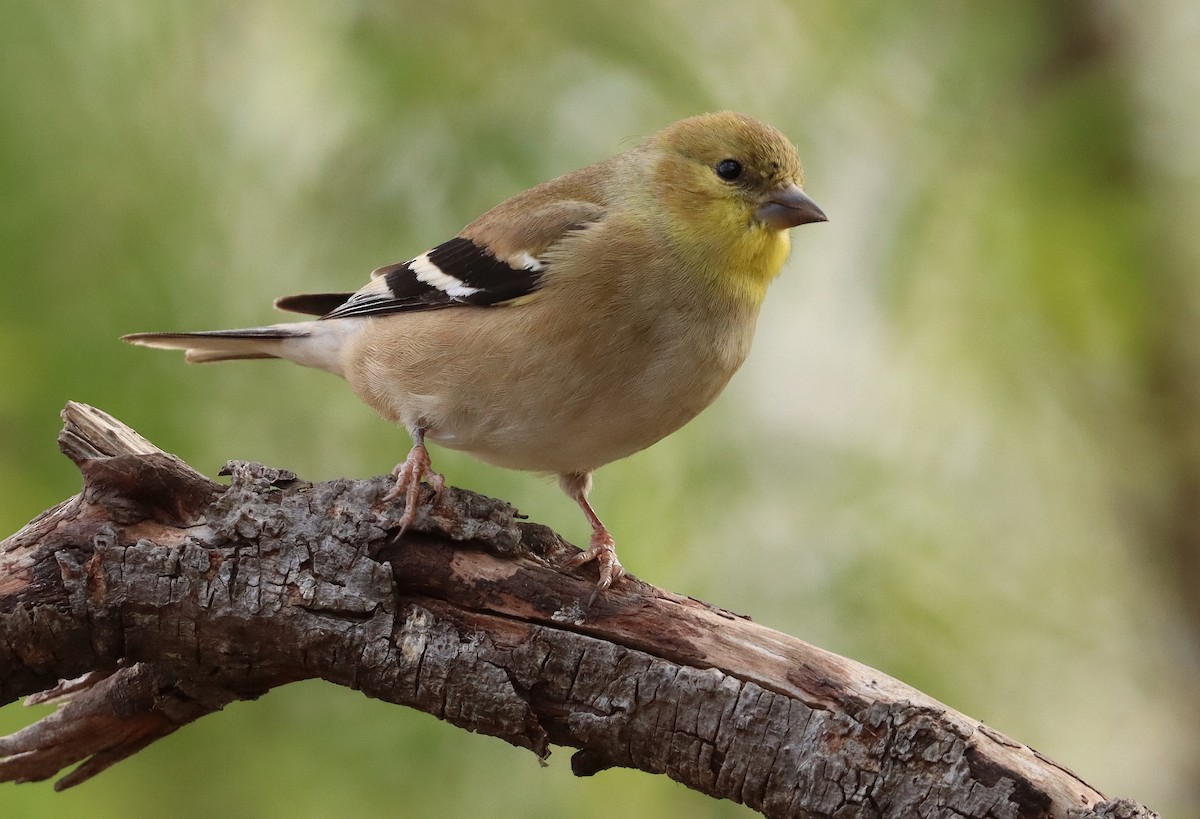 Chardonneret jaune - ML307377791