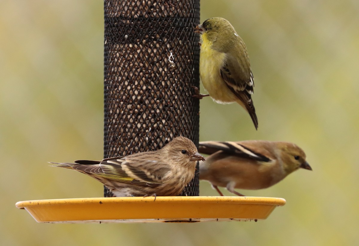 Pine Siskin - Steve Tucker