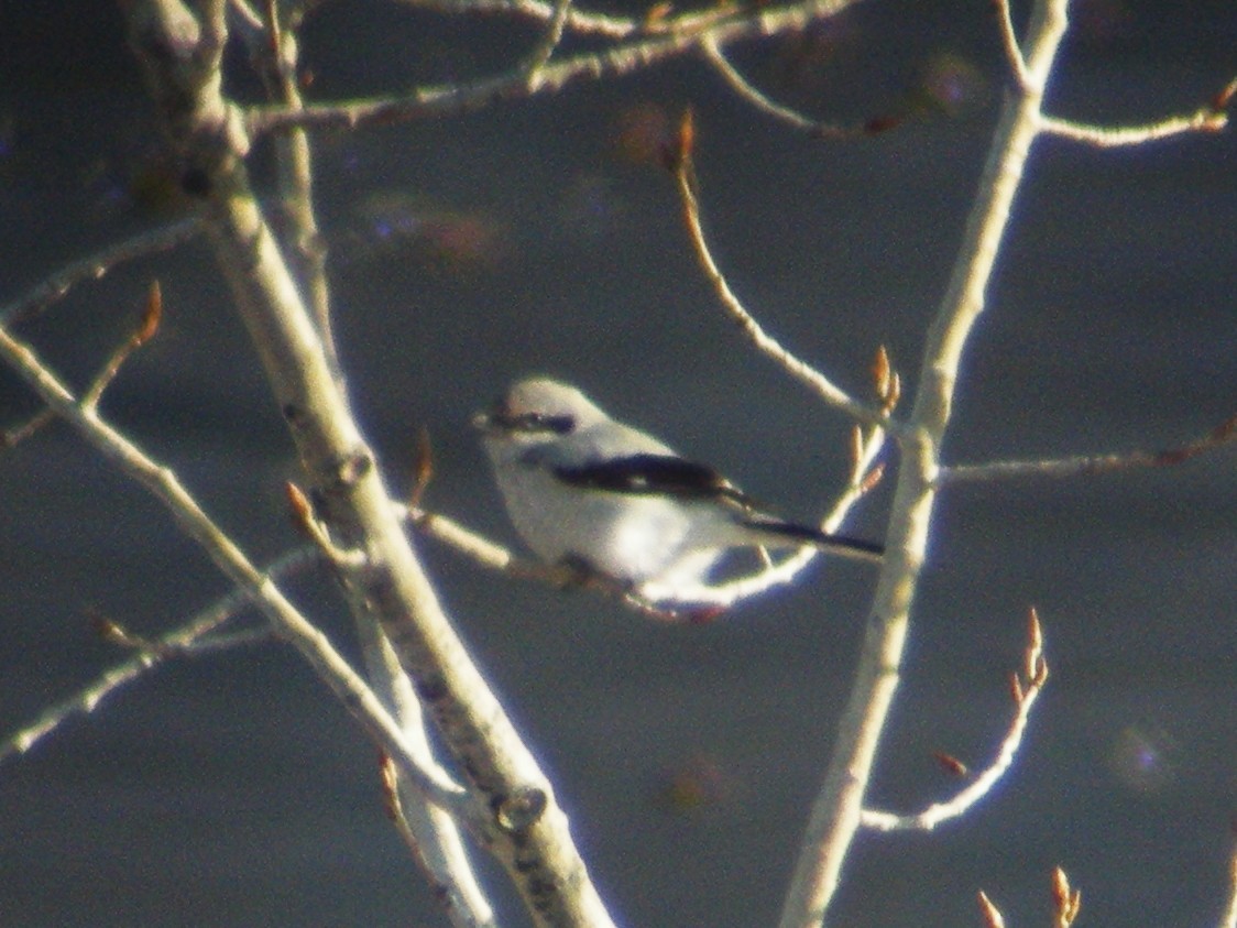 Northern Shrike - ML30737961