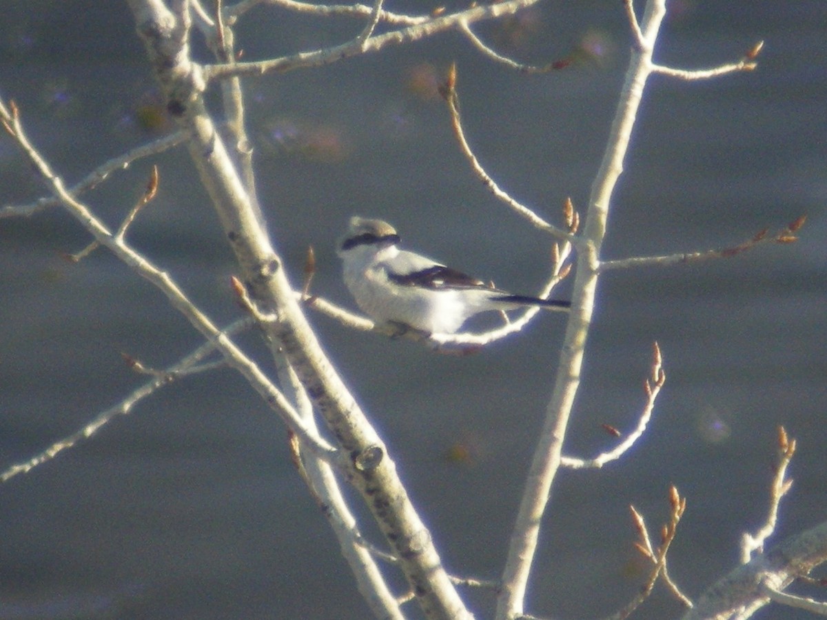 Northern Shrike - ML30737971