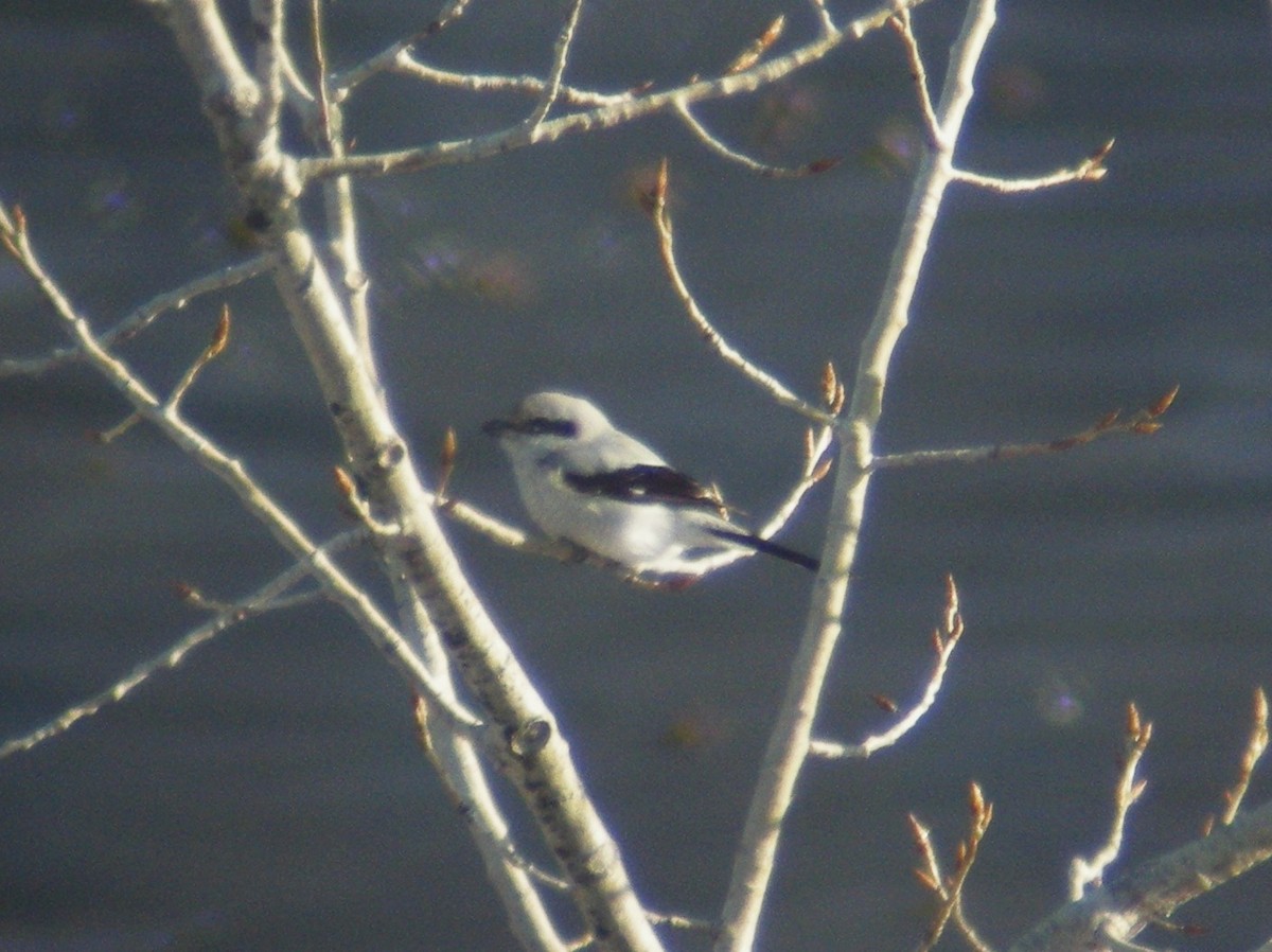 Northern Shrike - ML30737981