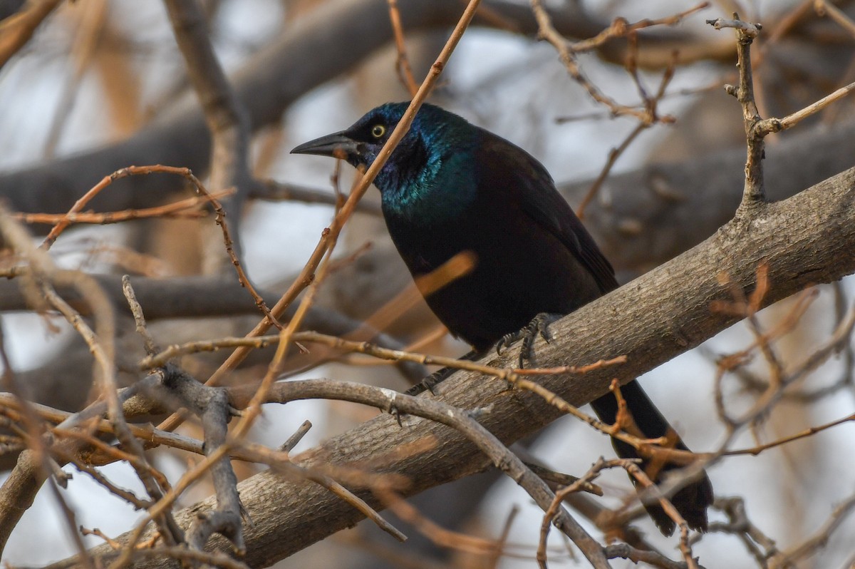 Common Grackle - ML307380141