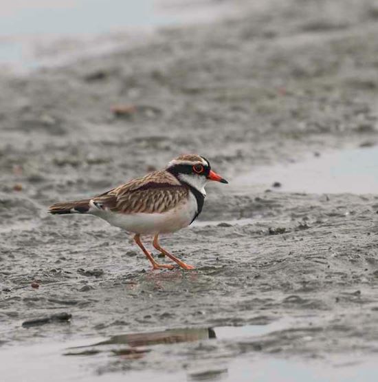 Black-fronted Dotterel - ML30738151