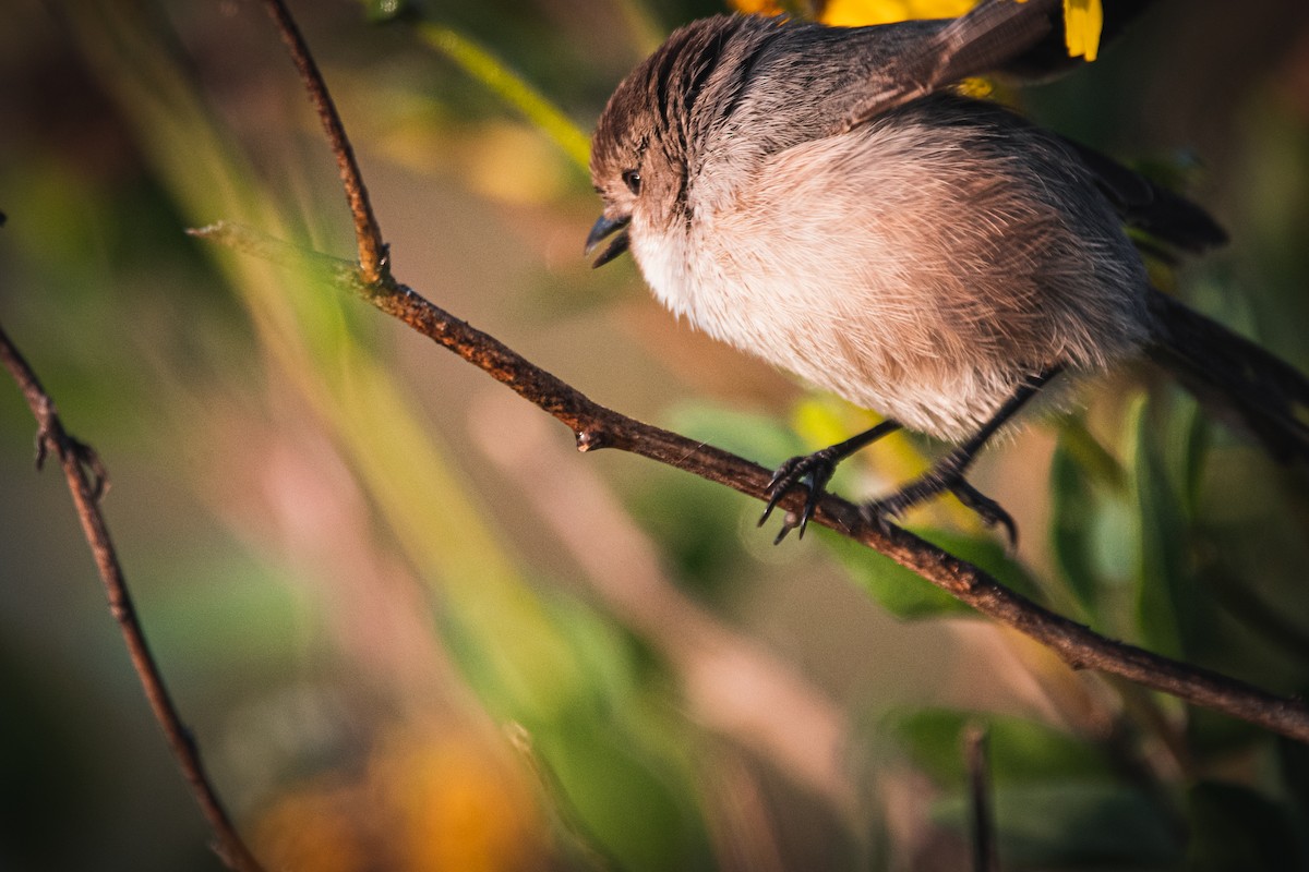 Bushtit - ML307382861