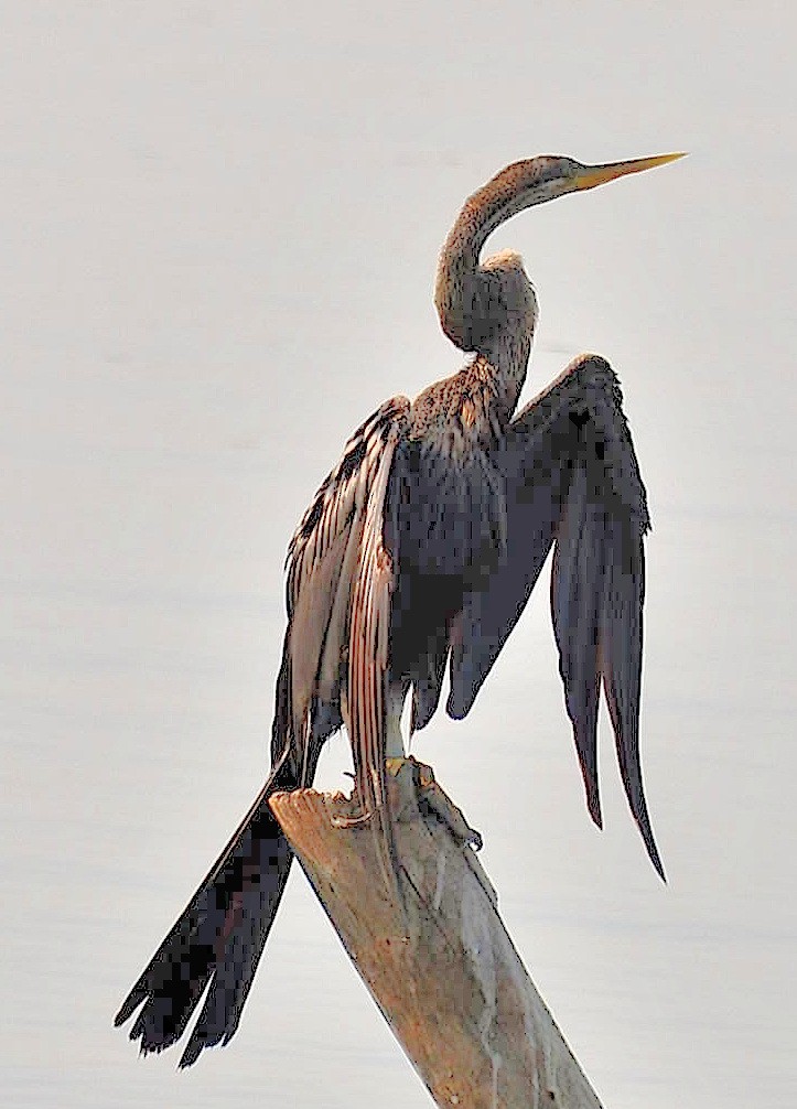 anhinga indomalajská - ML307383971