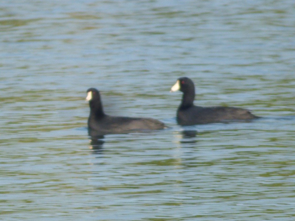 American Coot - ML307387111