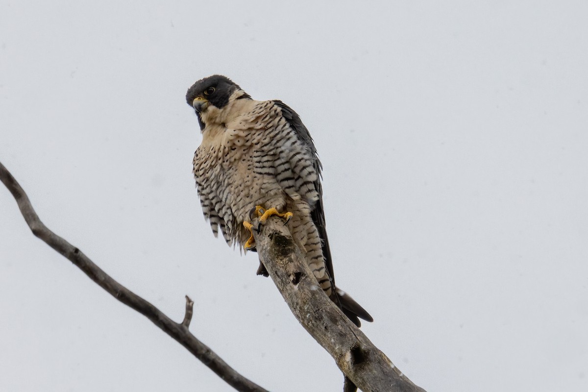 Peregrine Falcon - ML307387441