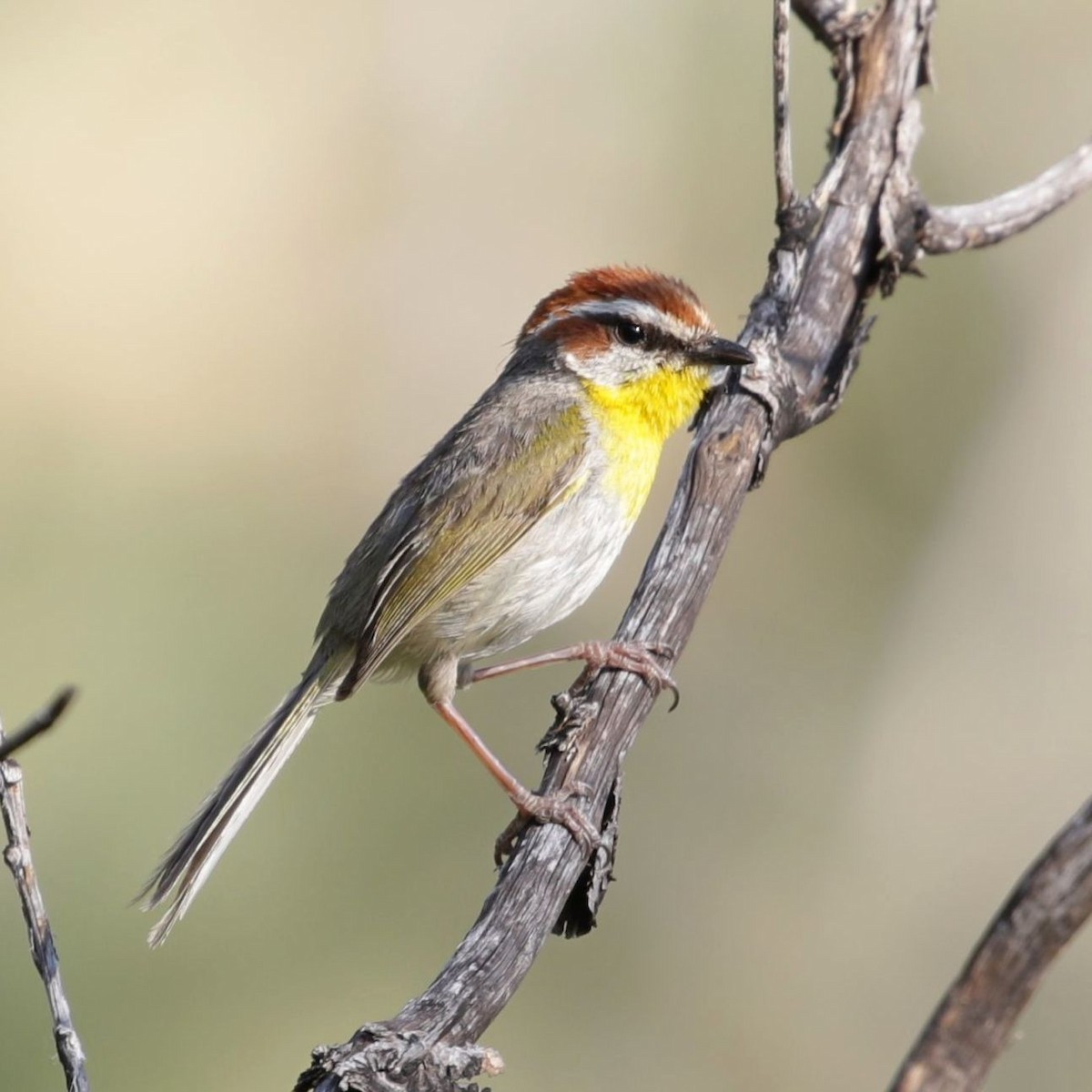 Rufous-capped Warbler - Jordan Gunn