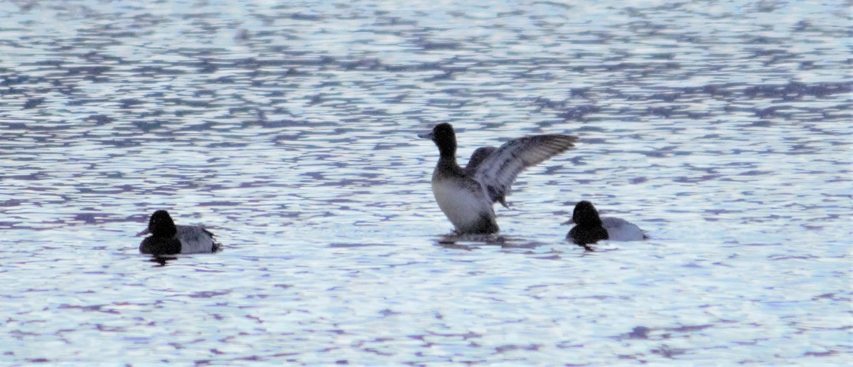 Lesser Scaup - ML307388291