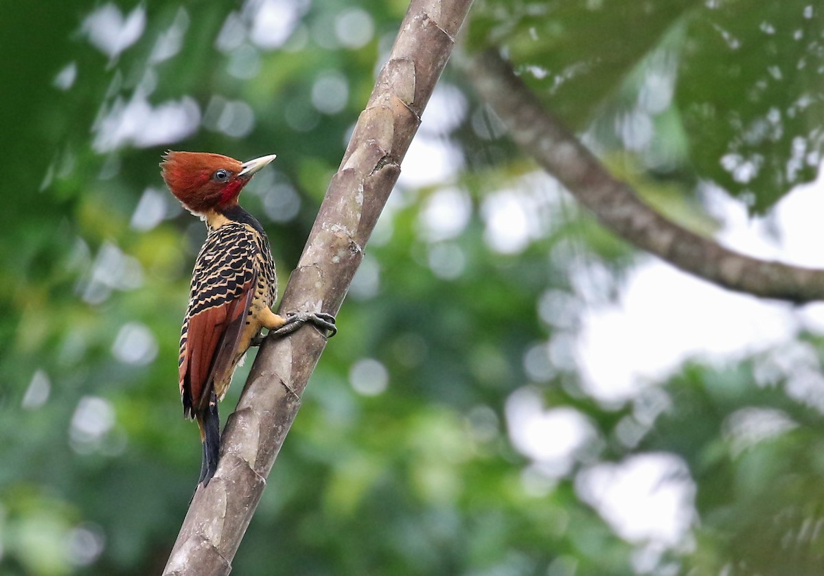 Rufous-headed Woodpecker - ML30739001