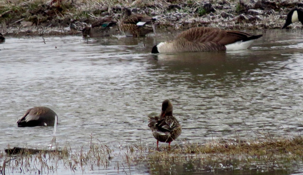 Blue-winged Teal - ML307390031