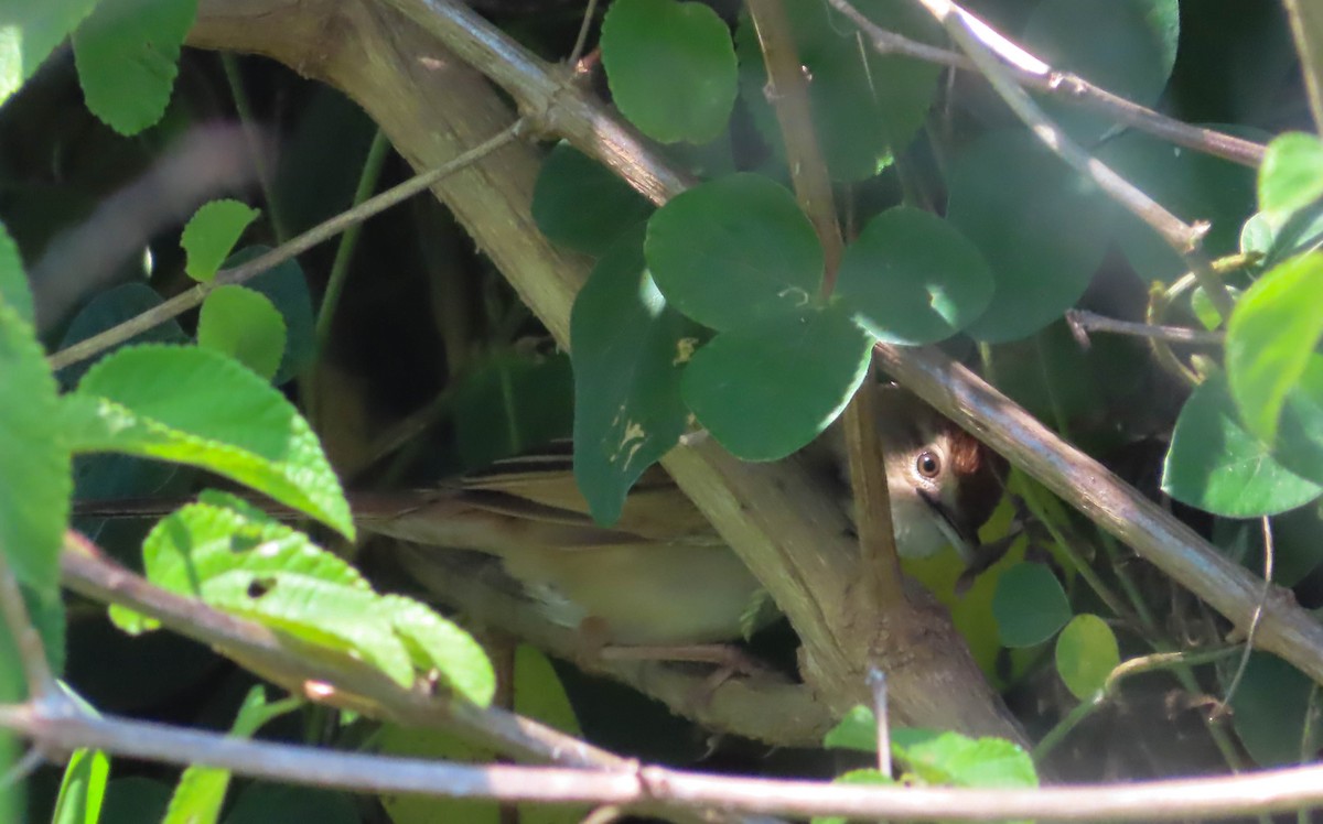 Tawny Grassbird - ML307390851