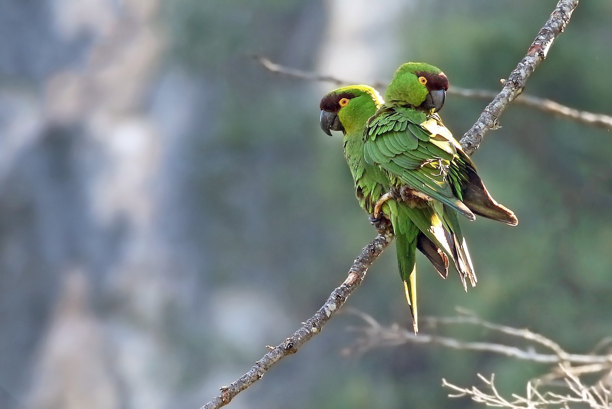 Maroon-fronted Parrot - Andrew Spencer