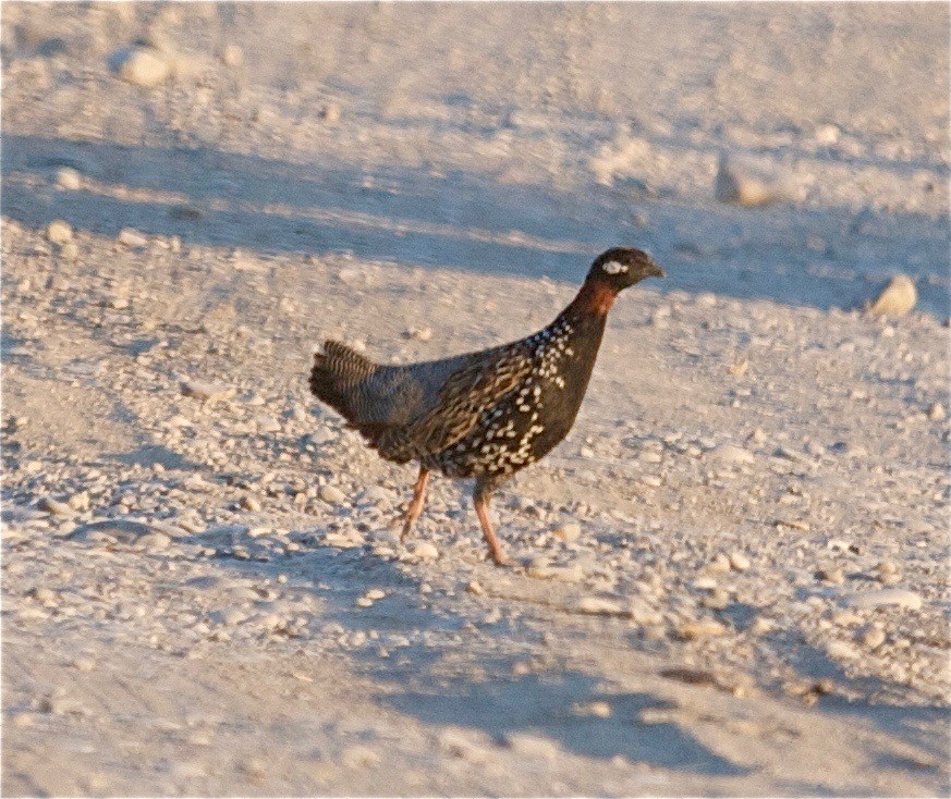 Black Francolin - ML30739181