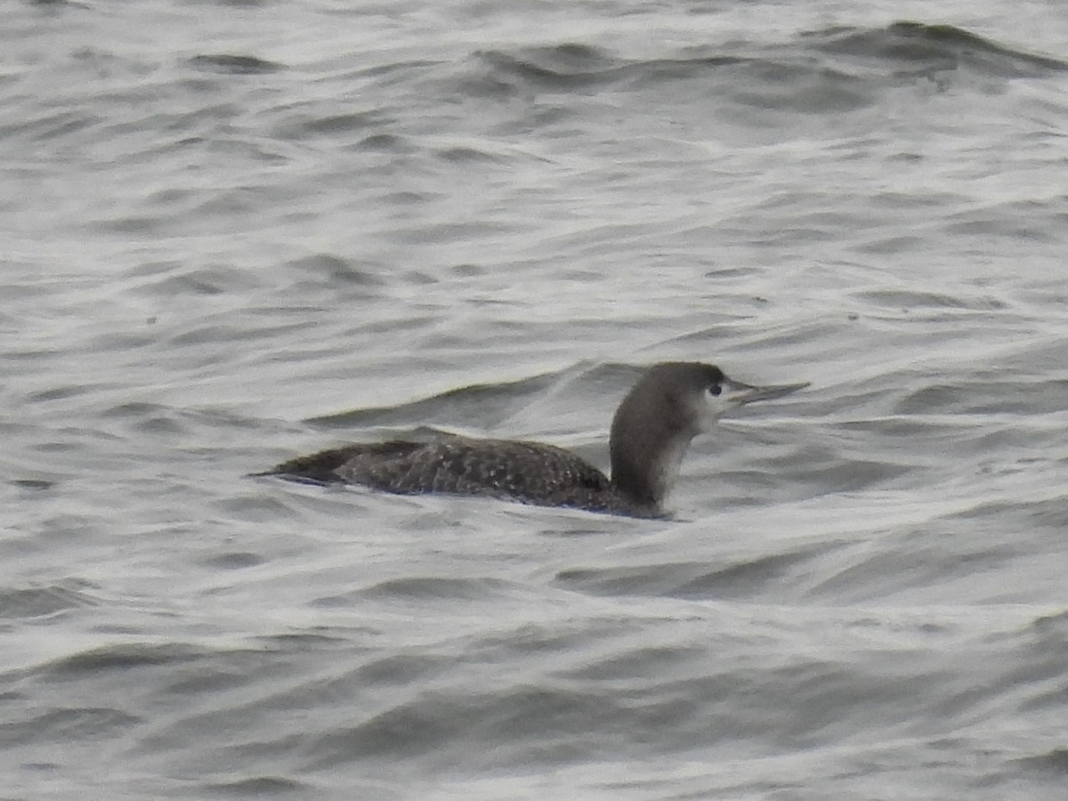 Red-throated Loon - ML307391821