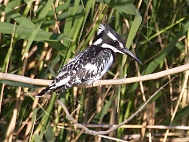 Pied Kingfisher - ML30739201