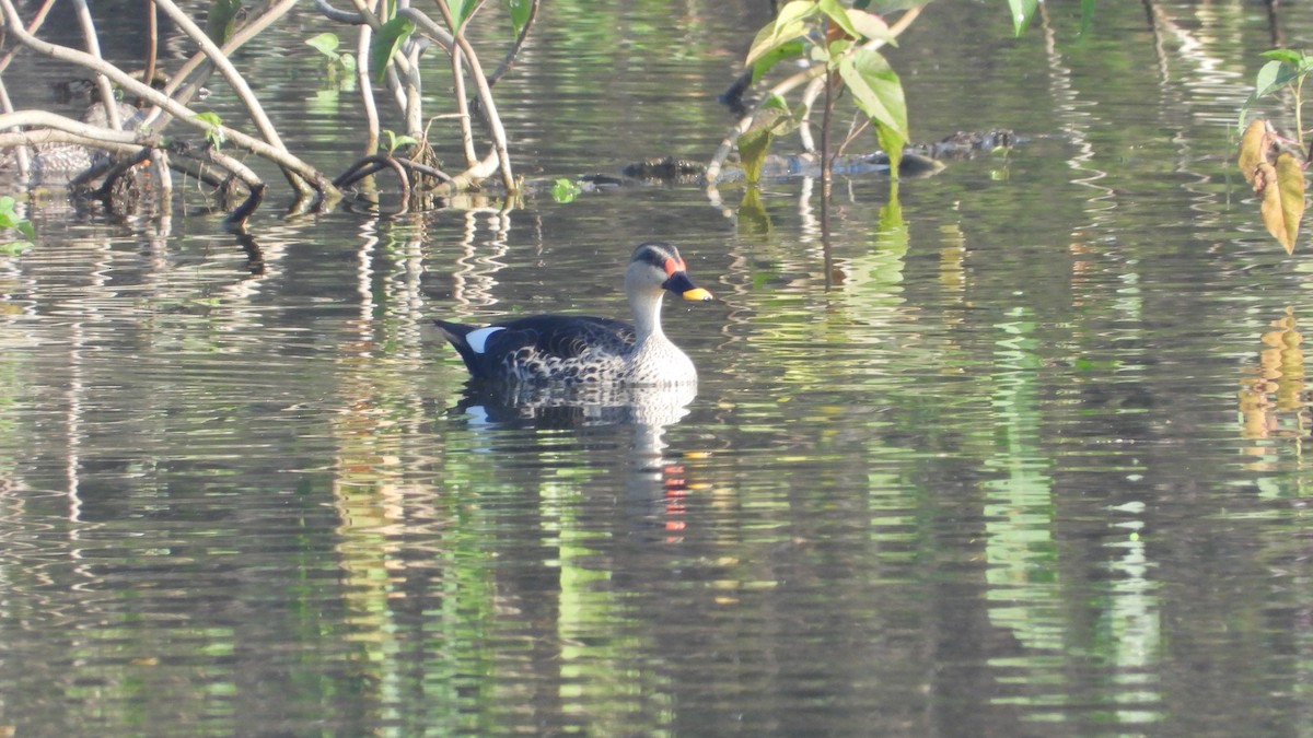 Indian Spot-billed Duck - ML307392531