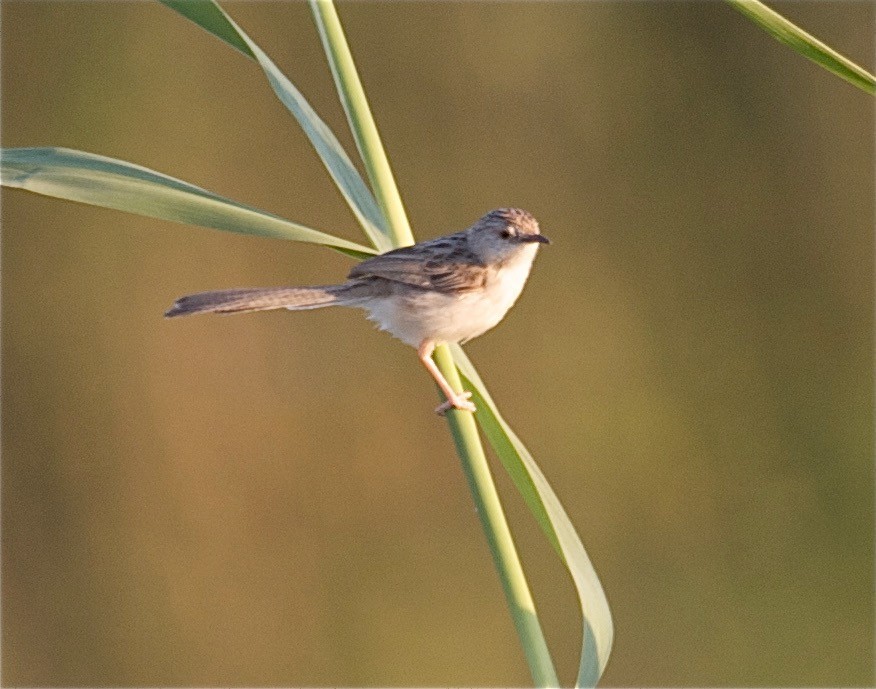 Delicate Prinia - ML30739321