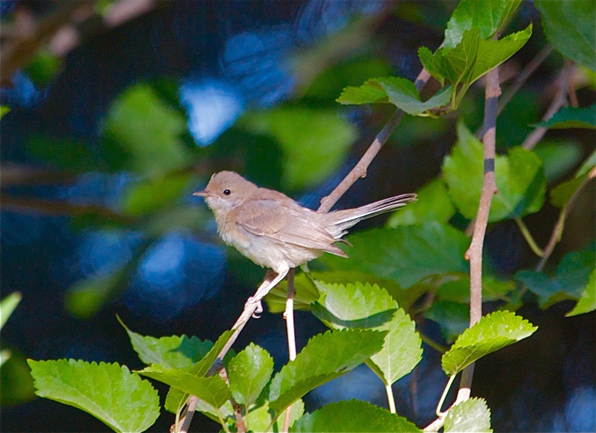 Menetries's Warbler - Karl Overman