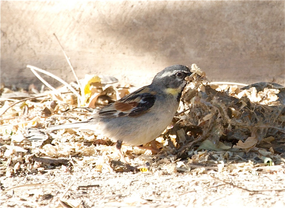 Dead Sea Sparrow - ML30739431