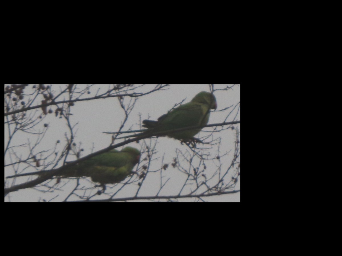 鸚鵡目(parakeet sp.) - ML307395191