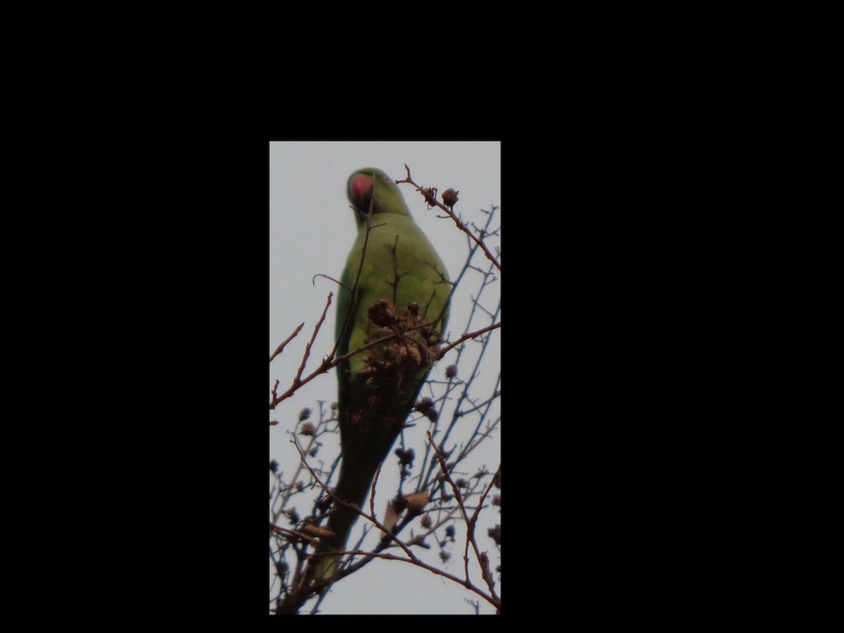 鸚鵡目(parakeet sp.) - ML307395281