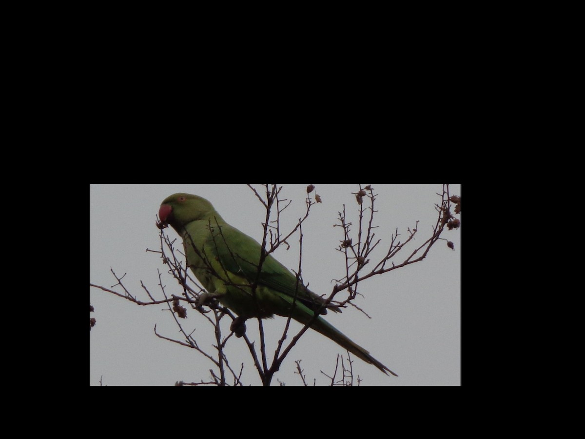 Psittaciformes sp. (Parakeet) - ML307395411