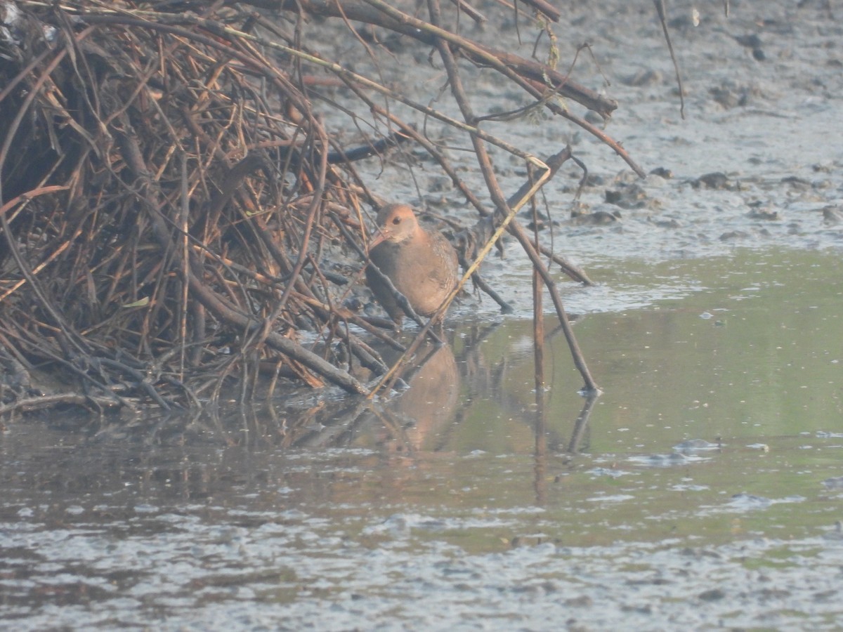 Slaty-breasted Rail - ML307395691