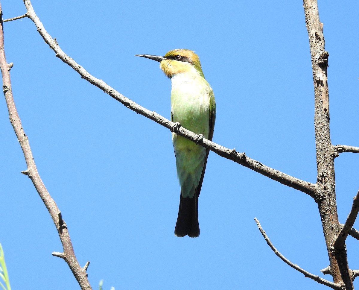 Rainbow Bee-eater - ML307397041