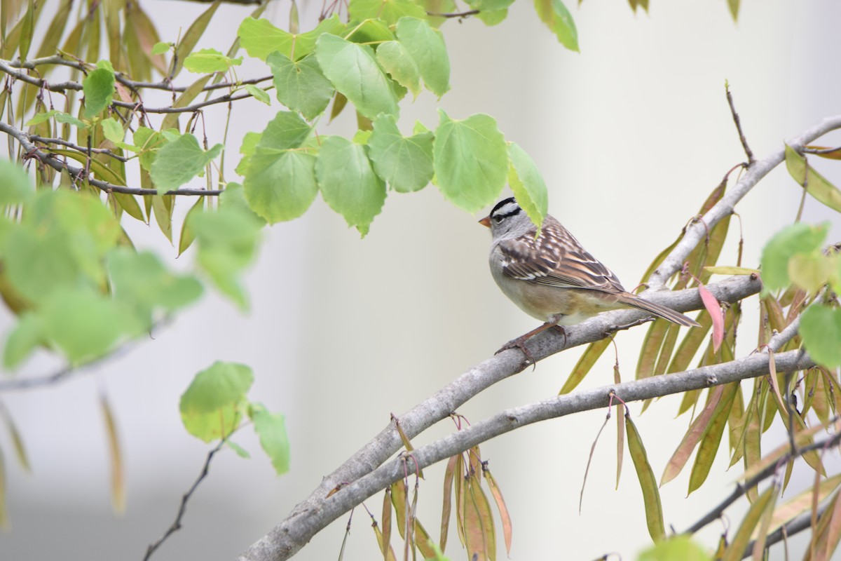 White-crowned Sparrow - ML307399671