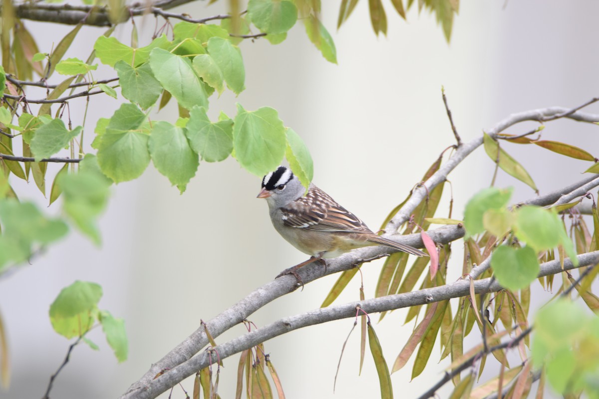 White-crowned Sparrow - ML307399691