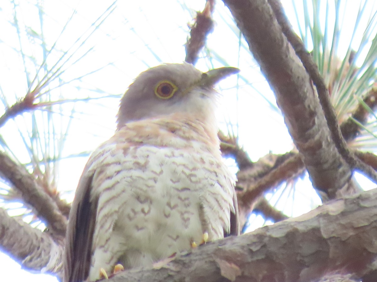 Common Cuckoo - ML307400041