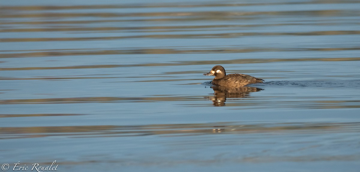 Velvet Scoter - Eric Francois Roualet