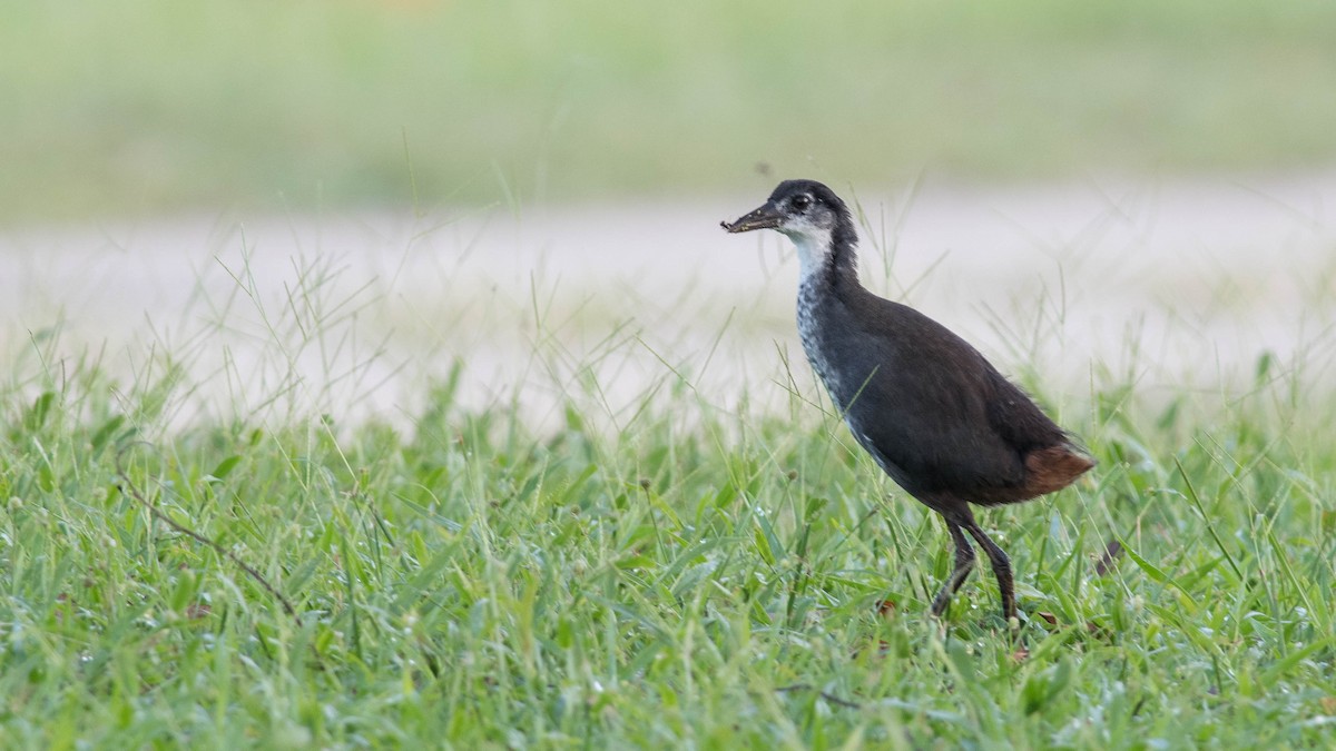 White-breasted Waterhen - Zurkanain Yahaya