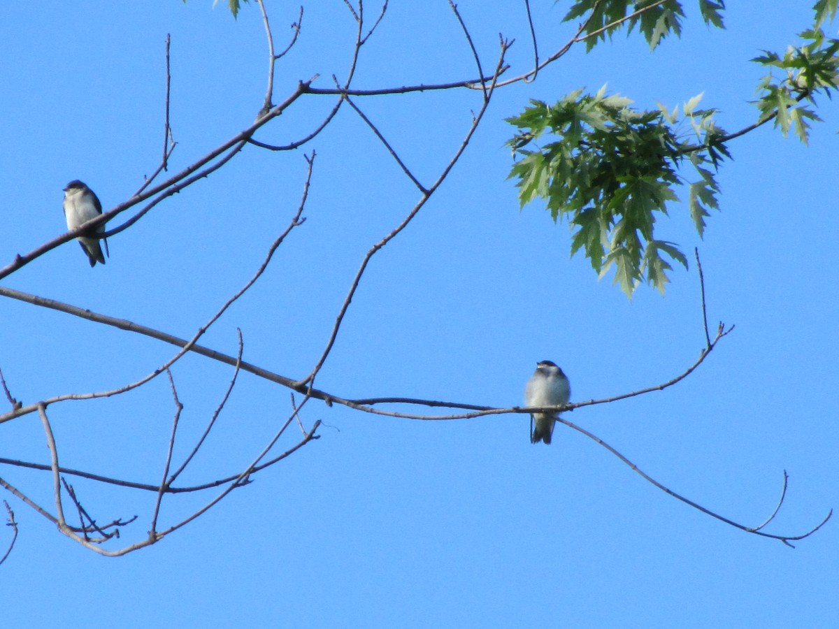 Golondrina Bicolor - ML30740211