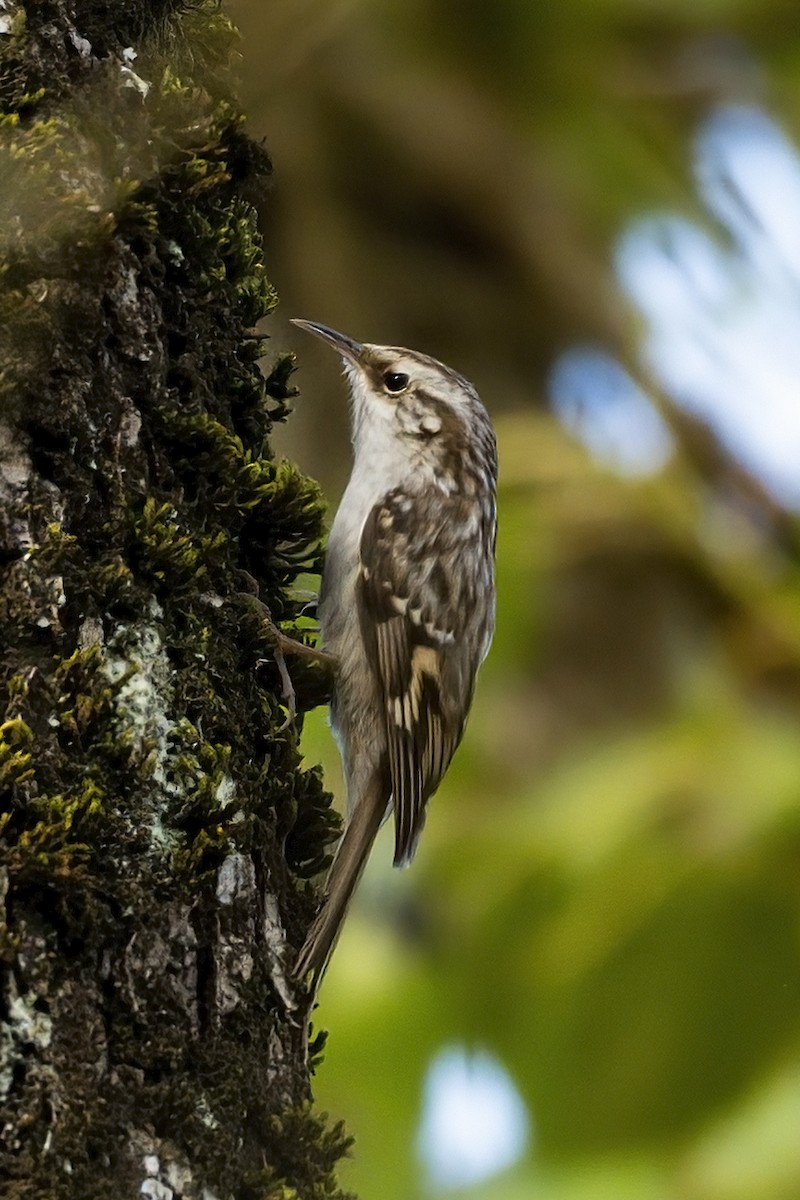 Eurasian/Short-toed Treecreeper - ML307402221