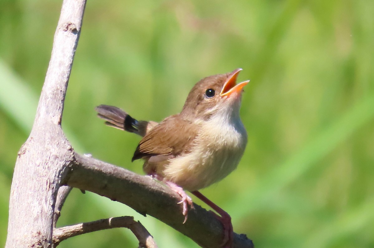 Red-backed Fairywren - ML307402361