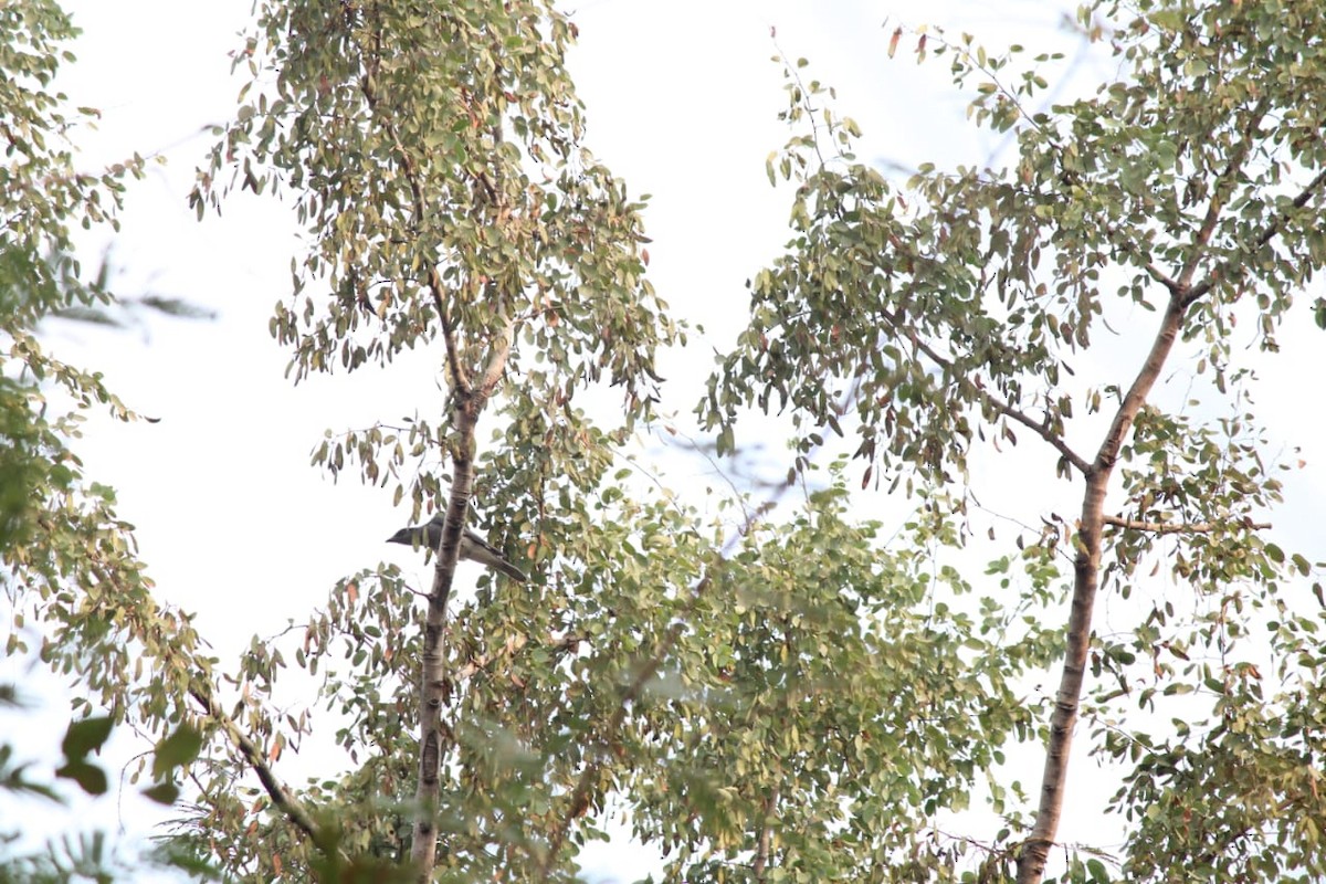 storlarveeter - ML307402581