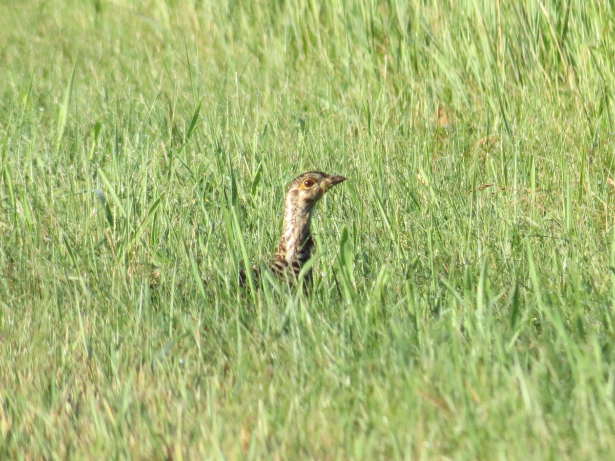 Greater Prairie-Chicken - Brad Branwell (Zinda)