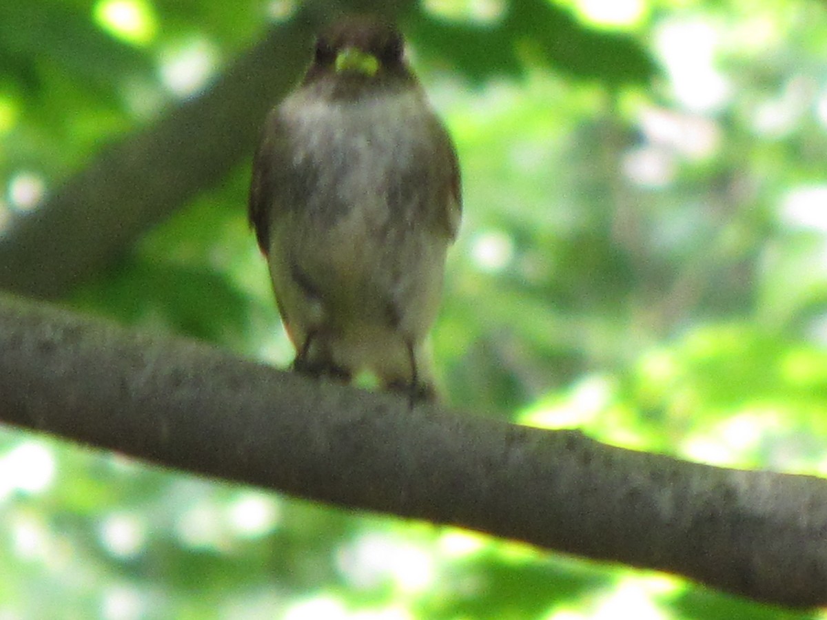 Eastern Phoebe - ML30740341