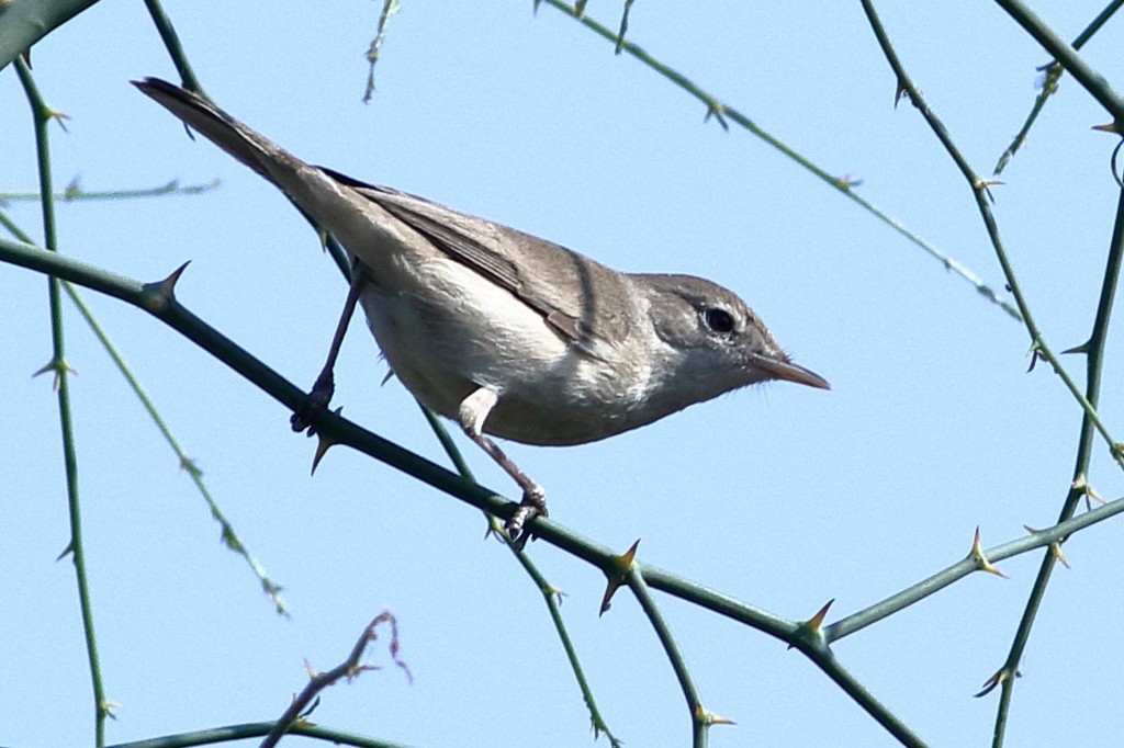 Sykes's Warbler - ML307403681