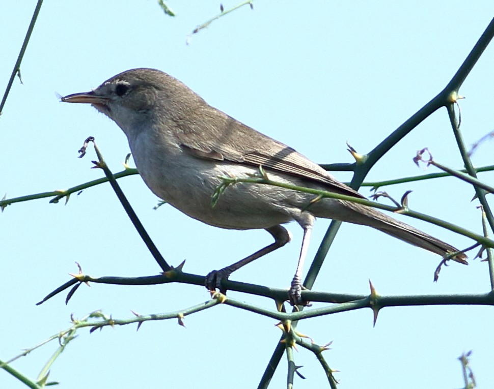 Sykes's Warbler - ML307403691