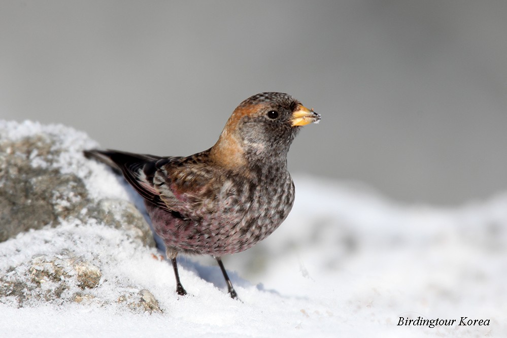 Asian Rosy-Finch - ML307404451