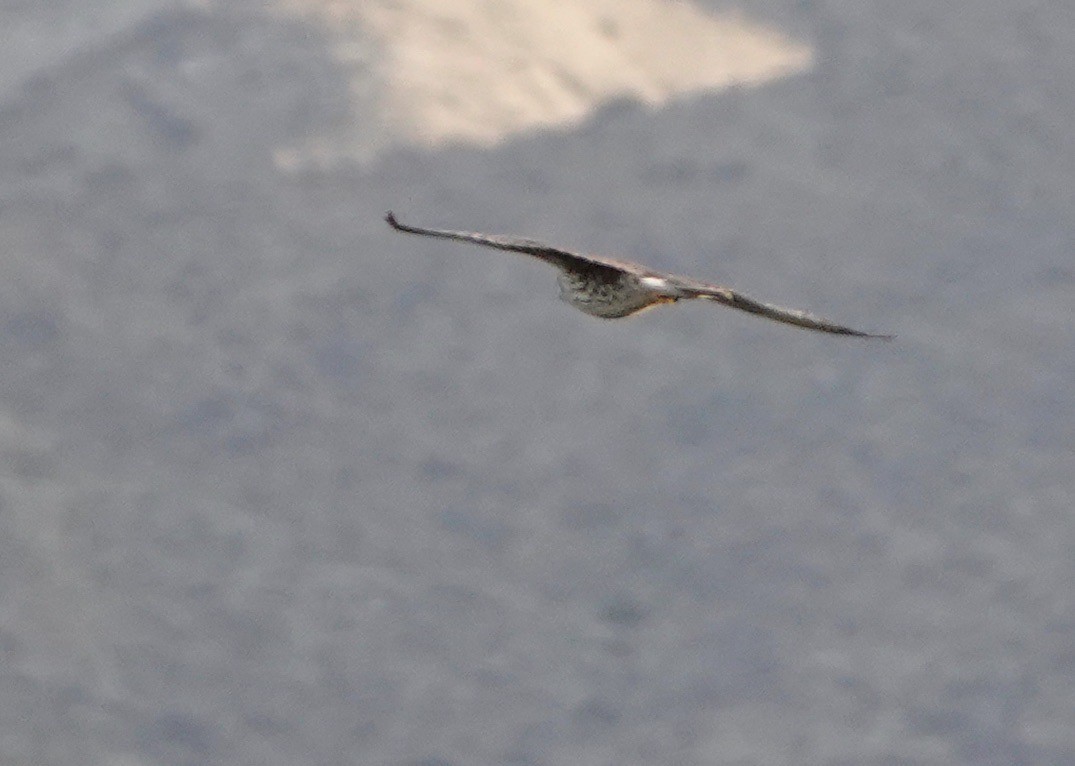 Prairie Falcon - ML307404871