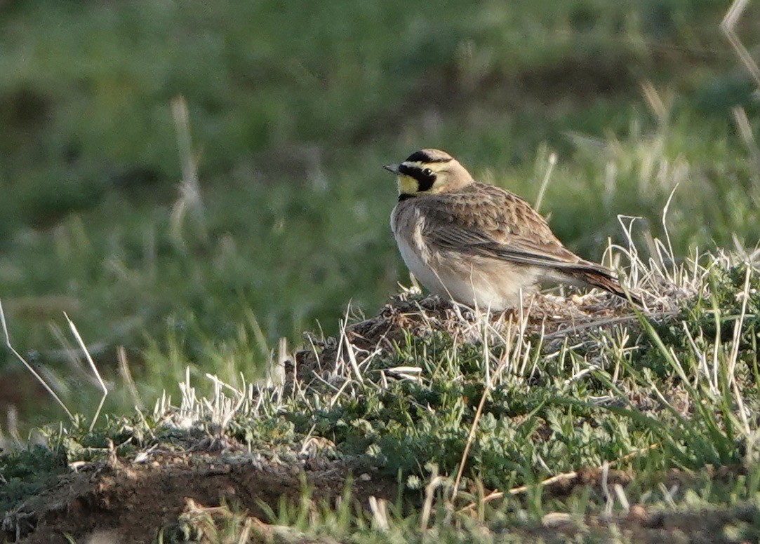 Horned Lark - ML307404991