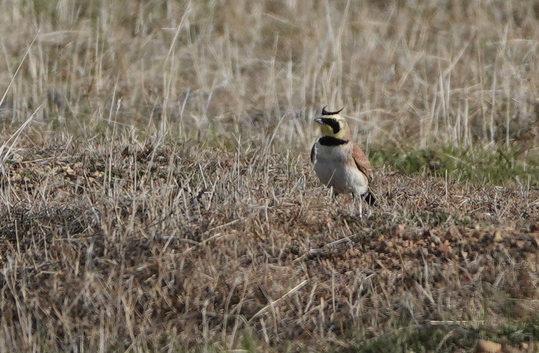 Horned Lark - ML307405011