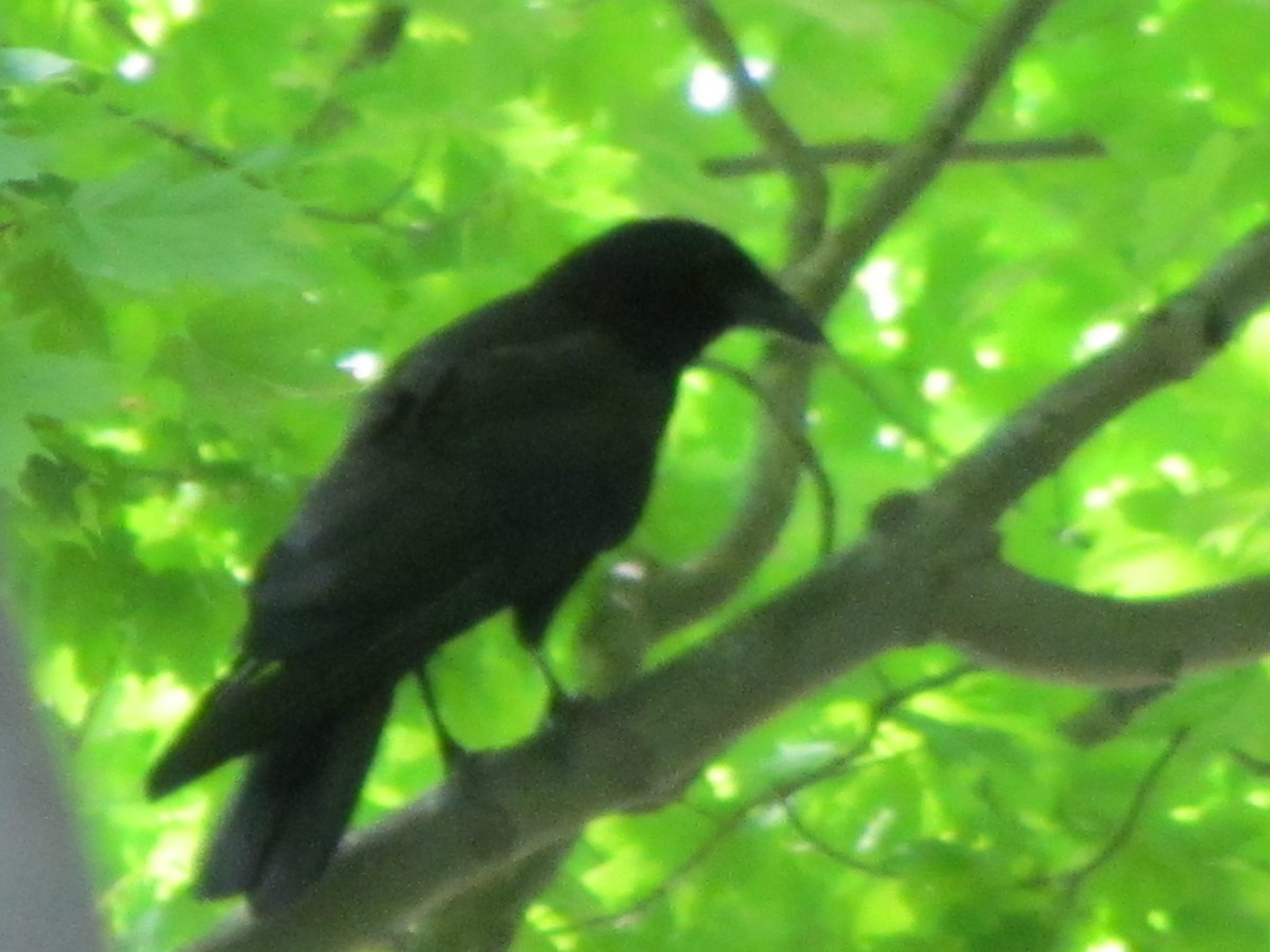 American Crow - ML30740521