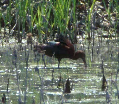 Glossy Ibis - Don Roberson