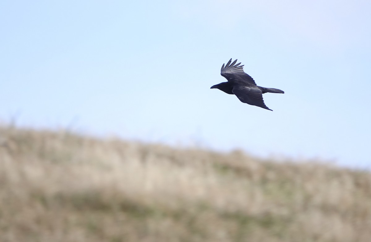 Common Raven - John Callender