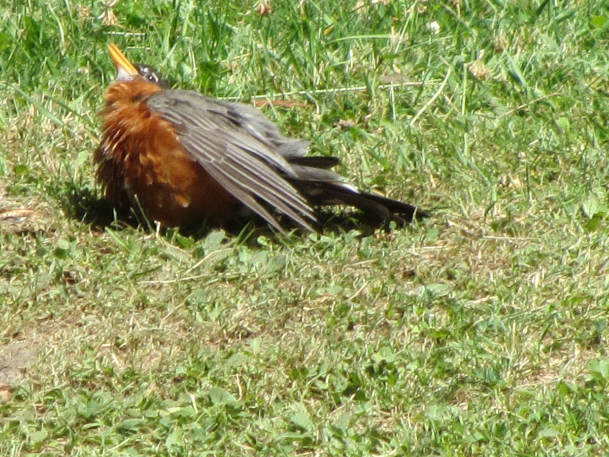 American Robin - ML30740631